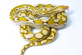 Netzpython - Malayopython reticulatus - WEIBCHEN
