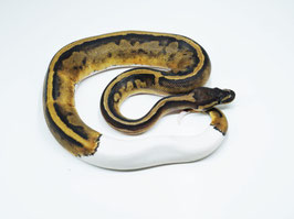 Python regius - Königspython  Pied Piebald