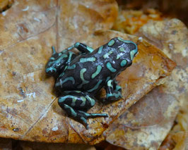 Dendrobates auratus - Goldbaumsteiger  " Taboga - reticulated "