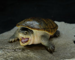 Claudius angustatus - Mex. Großkopfschlammschildkröte