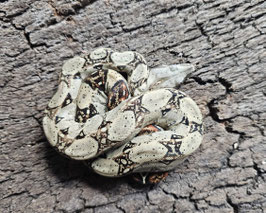 Boa constrictor imperator - Kaiserboa DNZ 2025 Wildtyp