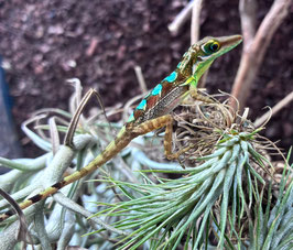 Anolis bahorucoensis - langschnäuziger  Baoruco-Anolis