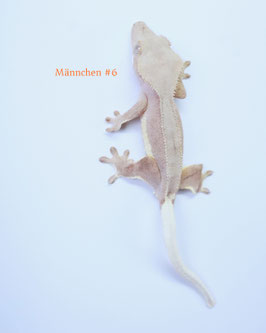 Geckos kaufen - Tropen & Exoten Freiburg
