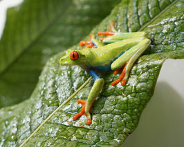 Rotaugenlaubfrosch - Agalychnis callidryas