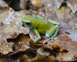 Dendrobates auratus - Goldbaumsteiger  " El Oro "