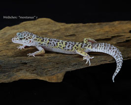 Pure WILDTYP ! Leopardgeckos - Eublepharis m. montanus