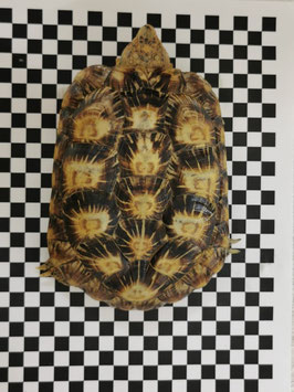 Spaltenschildkröte - Malacochersus tornieri