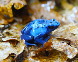 Dendrobates tinctorius azureus -azurblauer Baumsteiger
