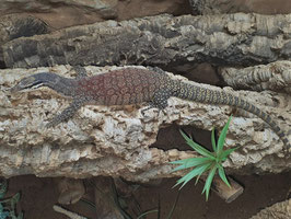 Glauerts (Kimberley) Felsenwaran - Varanus glauerti