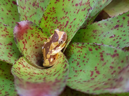 Dendropsophus ebraccatus - Bromelienlaubfrosch