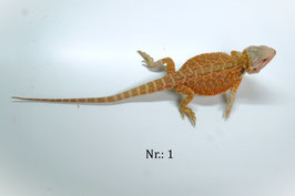 Pogona vitticeps-  sehr schöne Farb Bartagamen aus DNZ 2025 und 2024