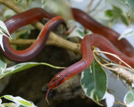 Breitband Bambusnatter DNZ 2023 - Oreophis porphyraceus laticinctus