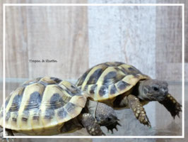 Testudo hermanni boettgeri - Griechische Landschildkröte  2025er