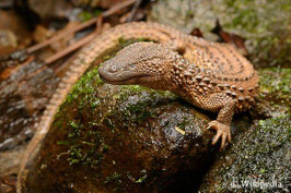 Lanthanotus borneensis - Borneo Taubwaran
