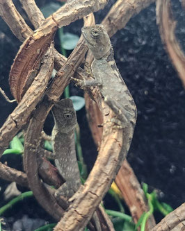 Acanthosaura lepidogaster - Schwarzkopf-Nackenstachler DNZ´25 !!