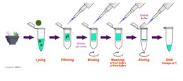 Plant DNA extraction Kit