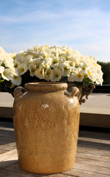 Olijf pot