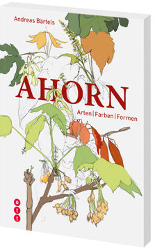 Ahorn - Arten / Farben / Formen