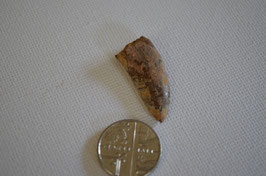 raptor tooth fossil