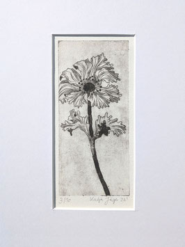 Anemone