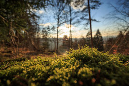 Wildnis-Abend