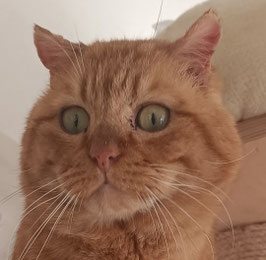 PATENSCHAFT FÜR GARFIELD (ca. 2016)