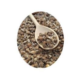 MORINGA OLEIFERA SEEDS