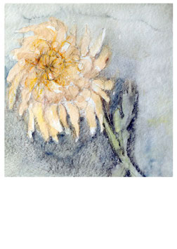 CHRYSANTHEME