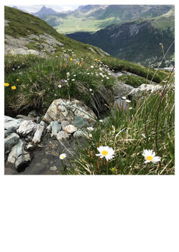 ALPENWIESE