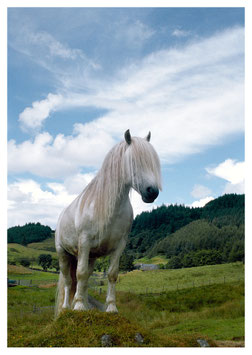 PFERD OBAN SCHOTTLAND