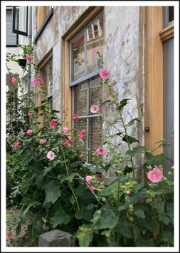 MALVE AN HAUSWAND UTRECHT