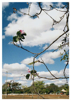 PARQUE DA CIDALE BRASILIA