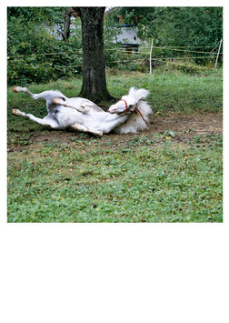 FLORI AUF DER WEIDE