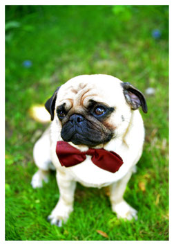 MOPS
