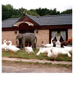 ELEFANT IM GARTEN