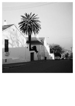 CAPETOWN PALME