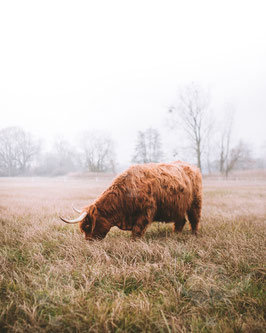 Gräfin 2019/Nr.2