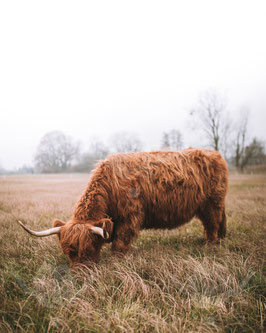 Gräfin 2019