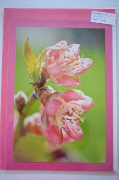 nektarinen blüten auf pinkkarte