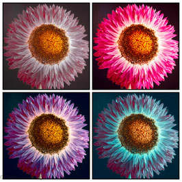 Kornblume  (fine art print)