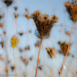 Distel