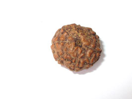 8 Augen, 8 Gesichter, 8 Mukhi Rudraksha Ganesha, Rudrakshas zugeordnet, dem ersten Sohn Shivas aus Java