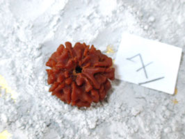 7 Augen Rudraksha 1,8cm