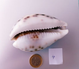 Kaurimuschel aus dem Pazifik  Nr.4 - 8x5,5 cm