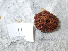 11 Augen Rudraksha Java