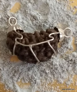 1 Augen Rudraksha Nr. 1 ,ca 3 cm