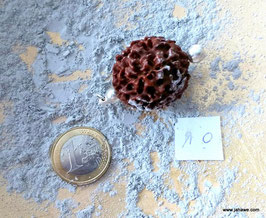 xxl 6 Augen, Mukhi Rudraksha der Venus zugeordnet , für Erdung und Öffnung des Wurzelchakra, Wissen, Willen, Trauer   ,  30 x 28 mm, mit versilberter sehr schöner Fassung  Power Power Power.  Nr. 10