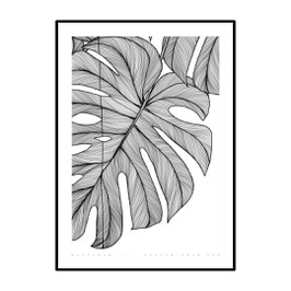 008 - monstera
