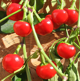 Peperoncino Tondo ciliegia Bio