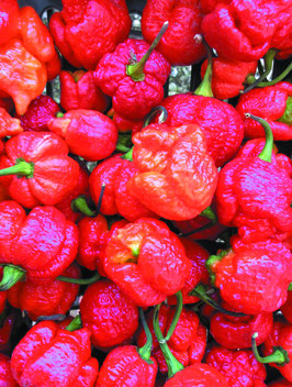 Peperoncino Moruga Scorpion red